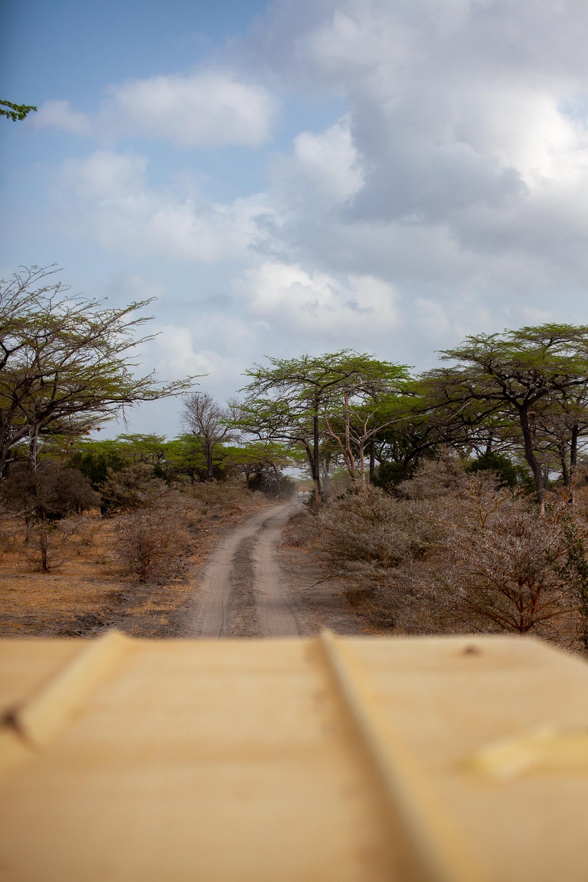 Safari journey along an unbranded bush road