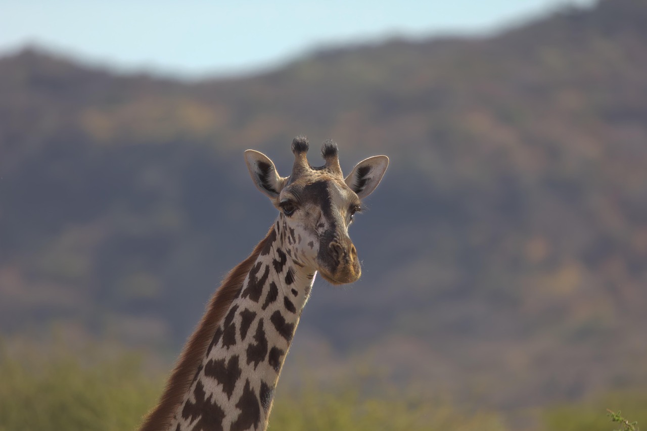 Lake Manyara National Park Day Tour