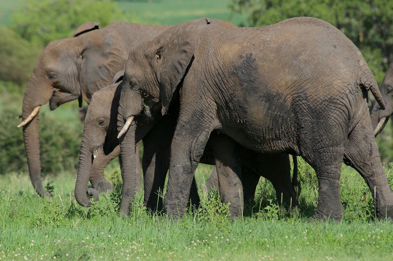 Tarangire National Park Day Tour