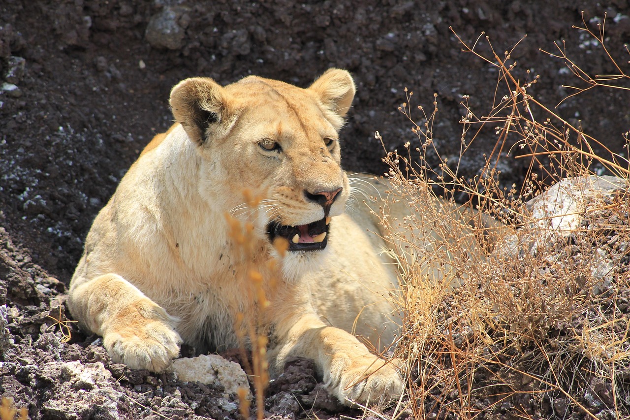 Ngorongoro Crater Safari