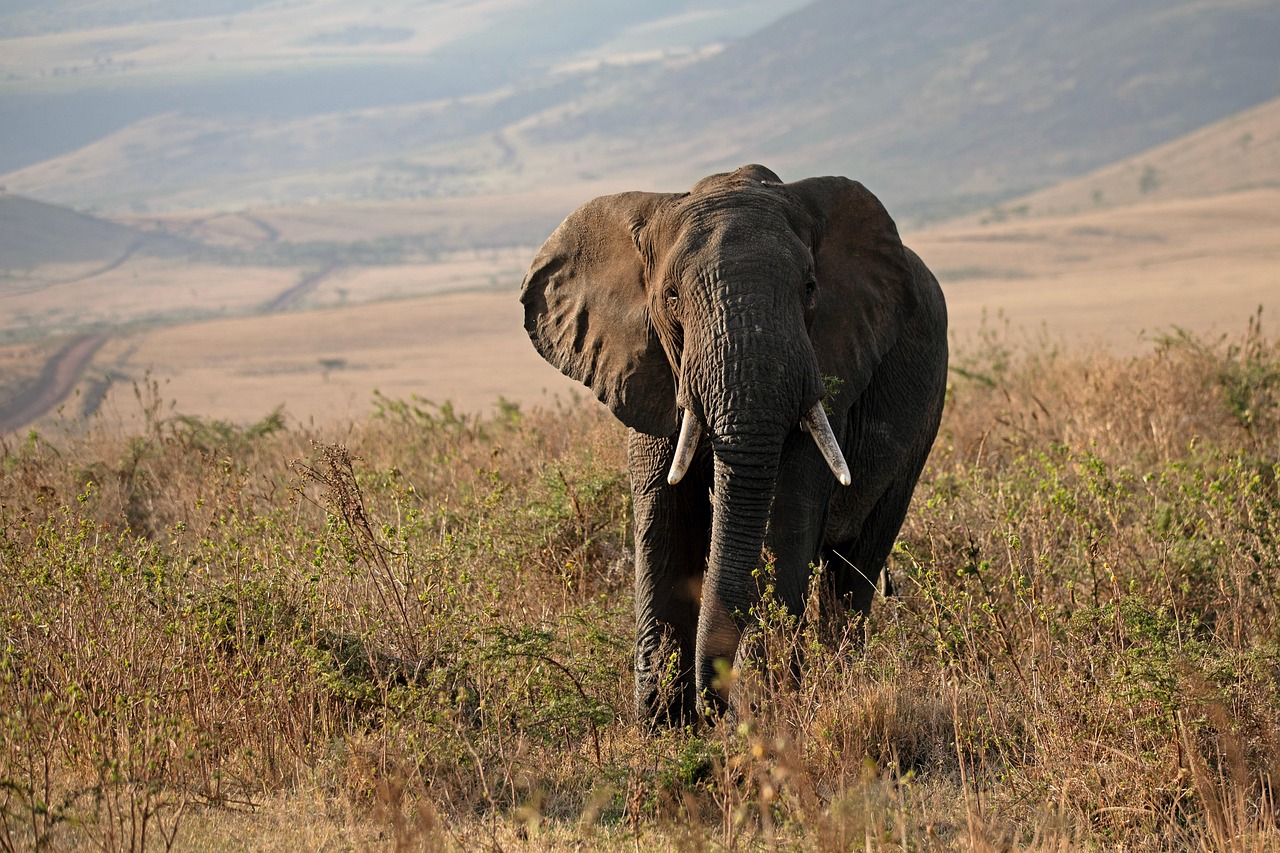 Elephant Safari Experience