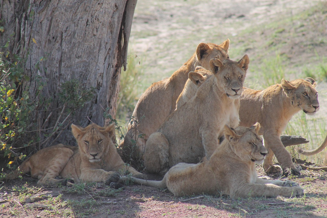 The Big Five in Tanzania