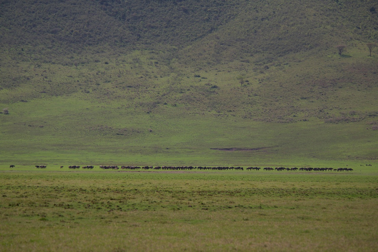 The Great Migration