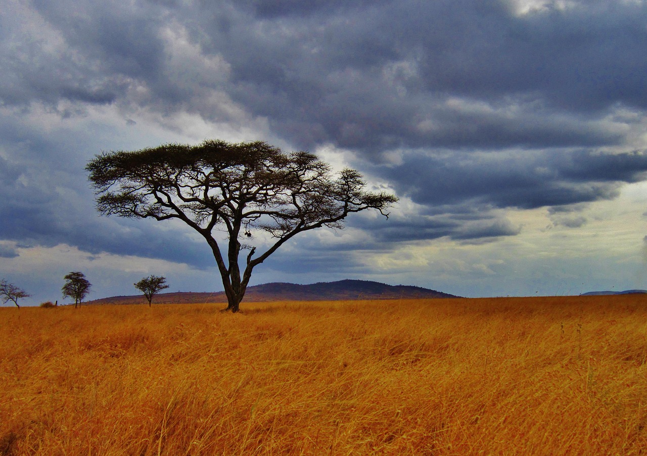 Tanzania's Northern Parks