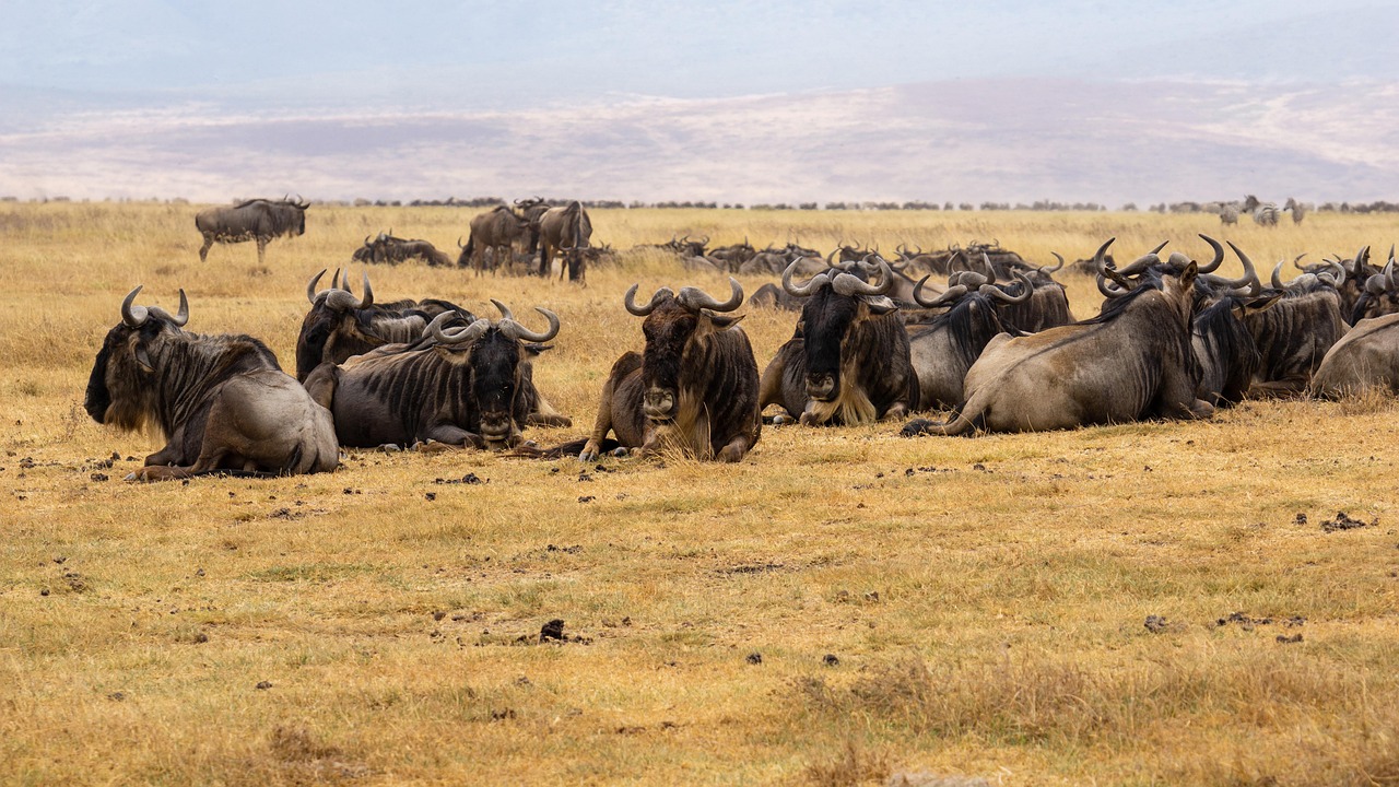Wildebeest Migration Safari